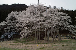 薄墨桜