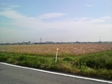 コスモス