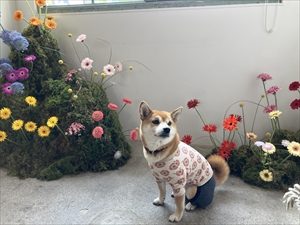 IMG_1981_R