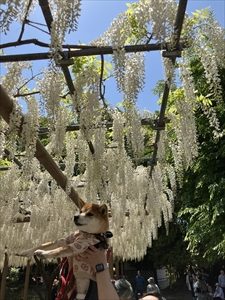 IMG_2644_R